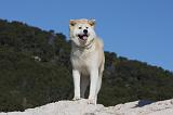 AKITA INU 322